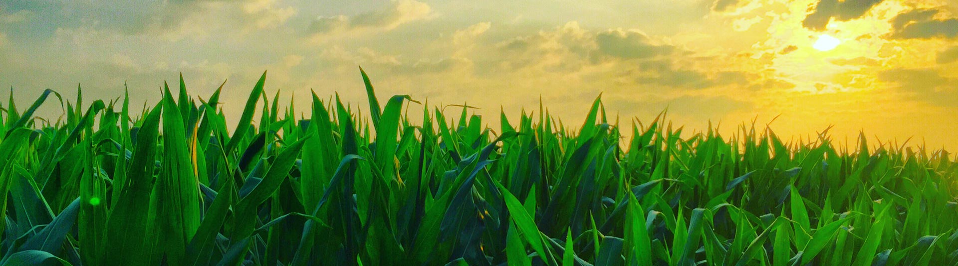 Hawaii Agricultural Helicopter Services